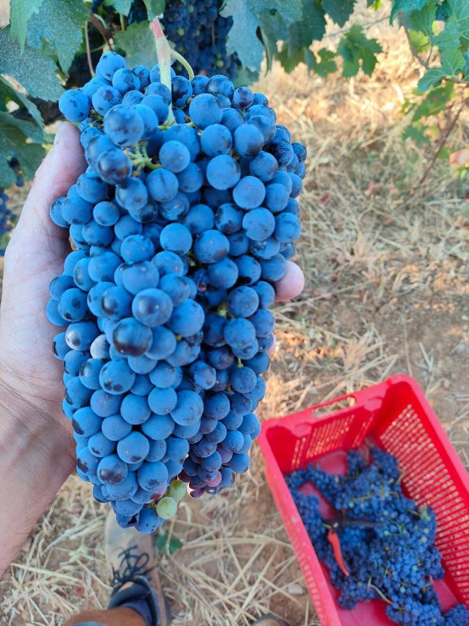 Agriturismo Colle Vento 苏韦雷托 外观 照片
