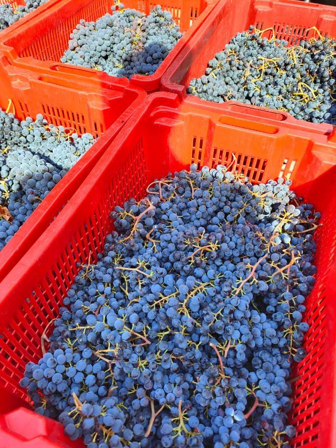 Agriturismo Colle Vento 苏韦雷托 外观 照片